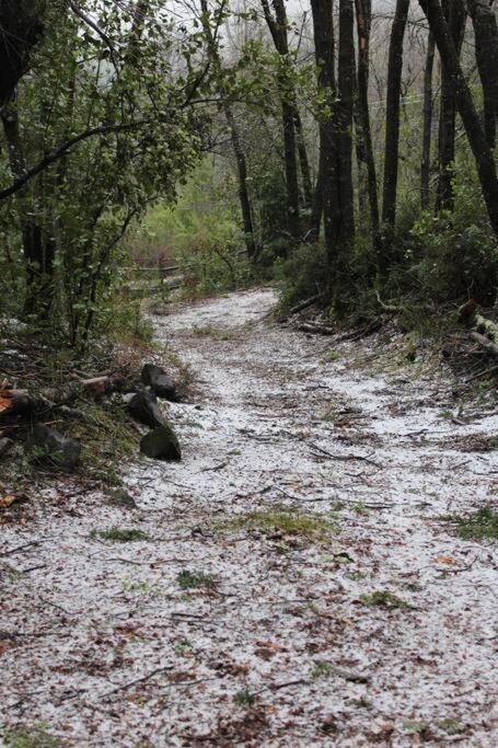 Cabana Bosque Viejo Villa Las Trancas Dış mekan fotoğraf